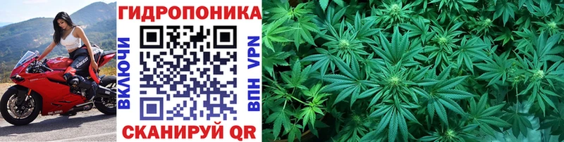 Каннабис ГИДРОПОН Луга